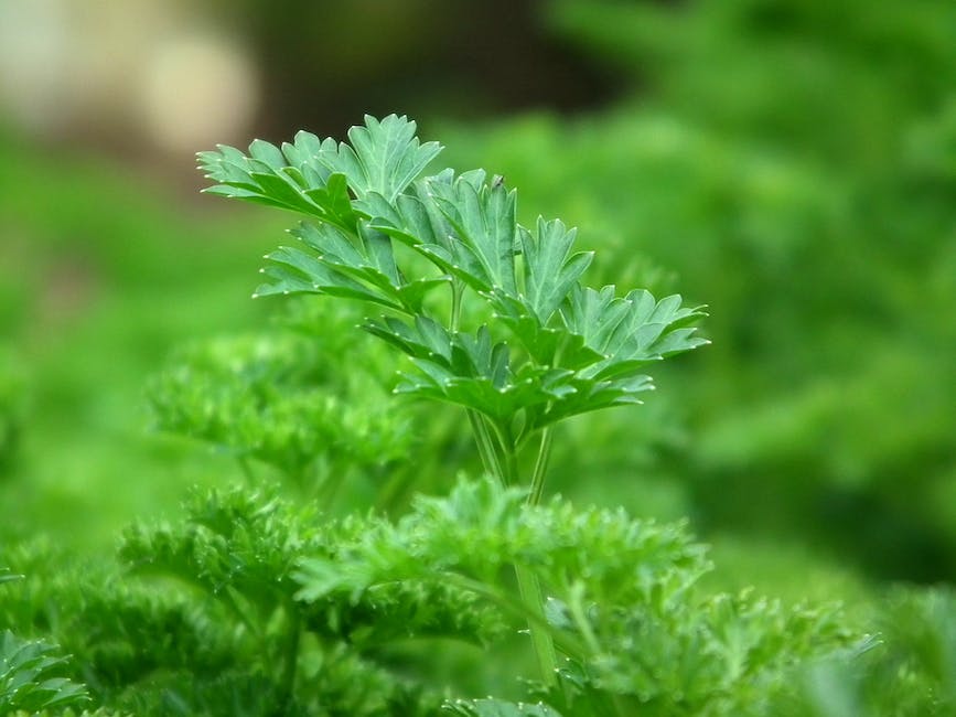 parsley tea