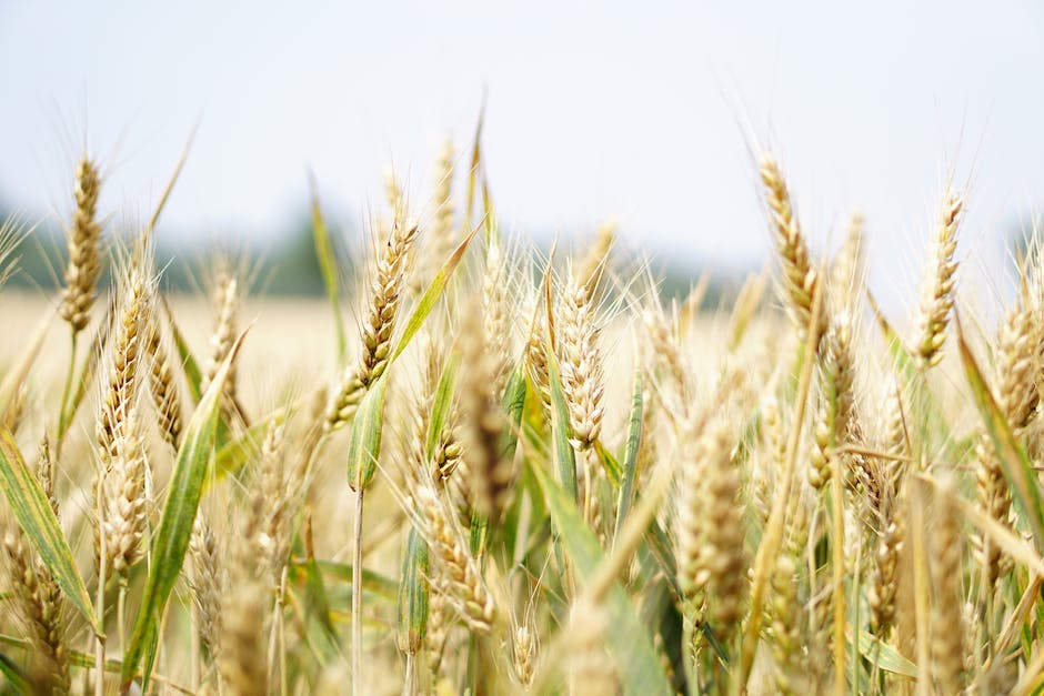 Boost Your Health with Nutrient-Packed Fortified Cereals: A Delicious Way to Fuel Your Day