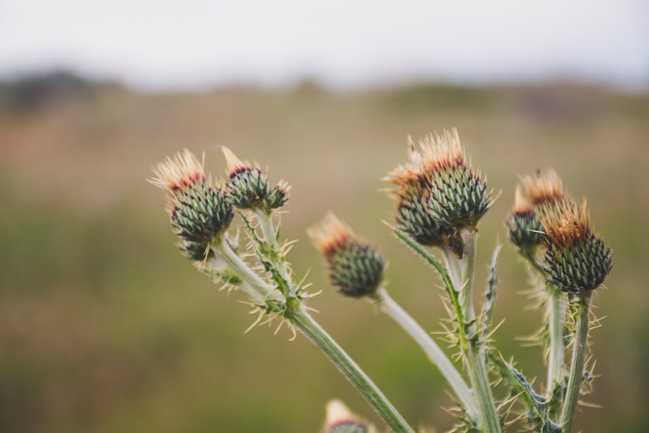 milk thistle tea