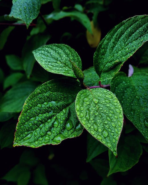 peppermint vs spearmint