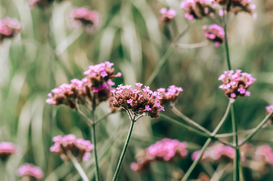 blue vervain benefits