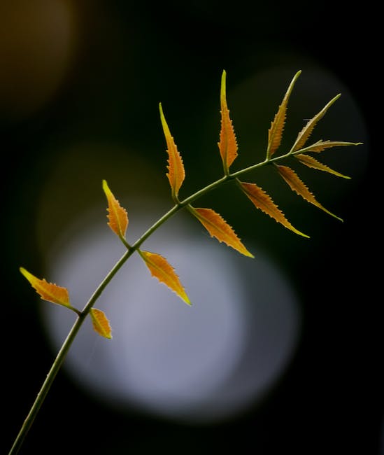 neem oil for skin