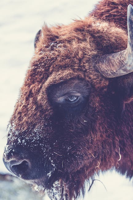 bison vs beef