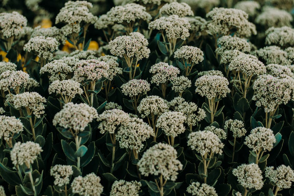 yarrow tea