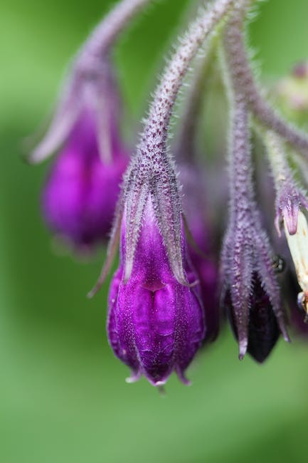 comfrey oil