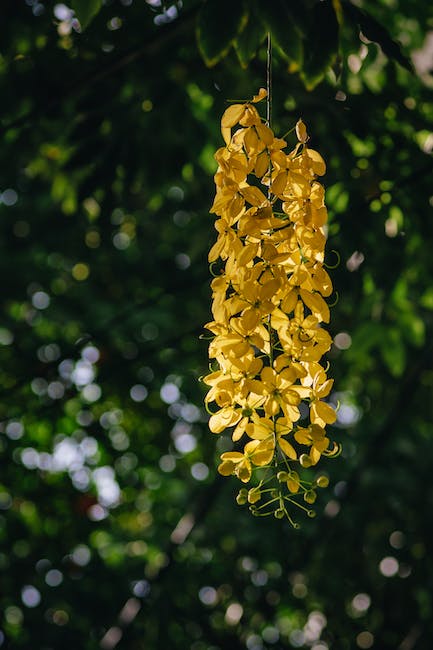 cassia oil