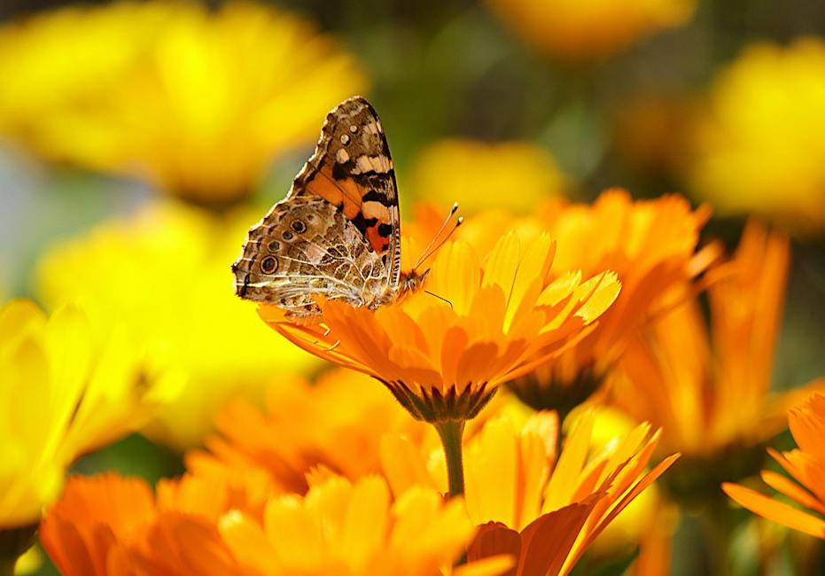 calendula tea