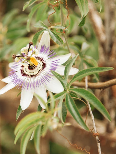 passionflower tea