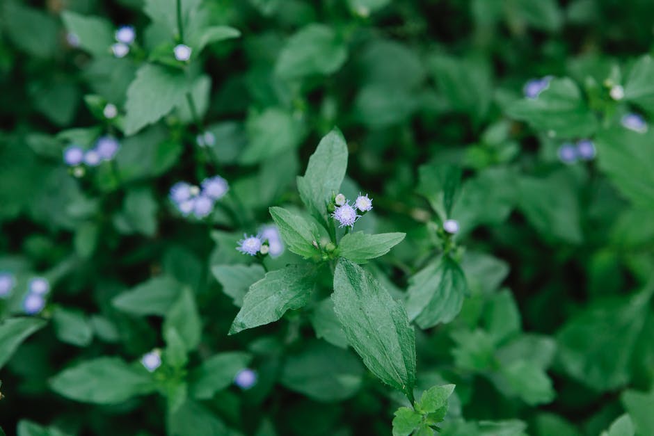 chickweed benefits