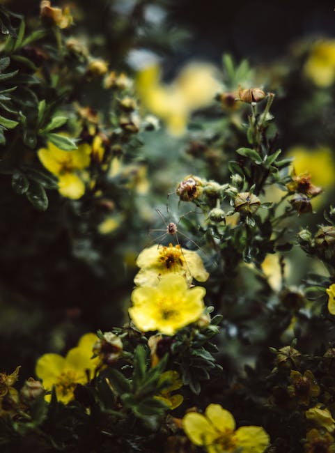 mullein leaf tea