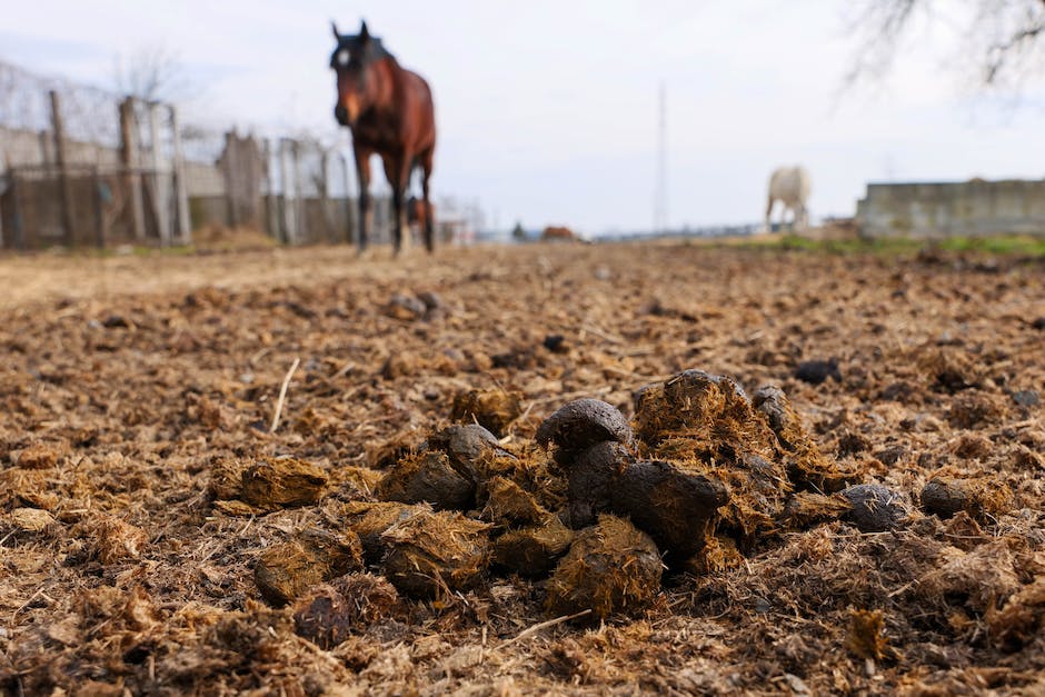 fuzzy white stuff in poop