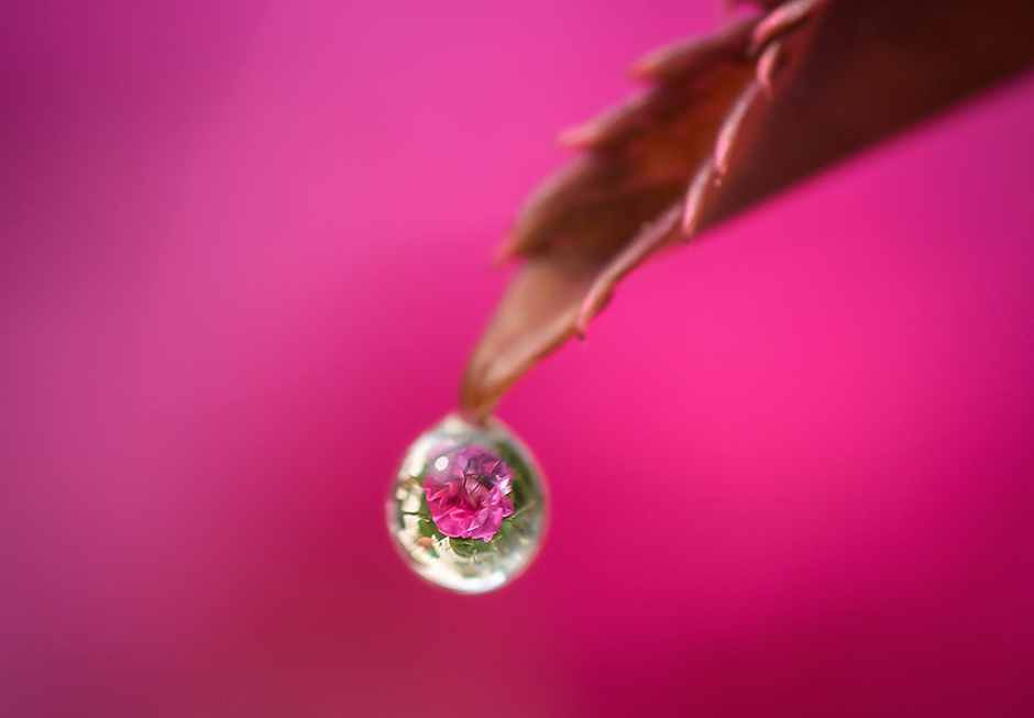 Rose water for hair